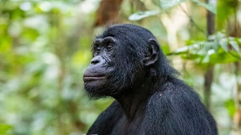 Pemenang kategori Animal Portraits diraih Christian Ziegler Foto: The Photographer and Nature Infocus
