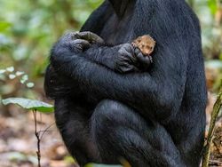 Karya Mencengangkan Jawara Kontes Foto Nature inFocus