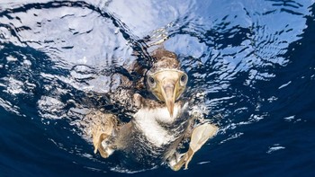 Pemenang kategori Animal Portraits diraih Suliman Alatiqi Foto: The Photographer and Nature Infocus Foto: The Photographer and Nature Infocus