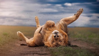 Special Mention kategori Animal Portraits diraih Bharath Kumar V Foto: The Photographer and Nature Infocus
