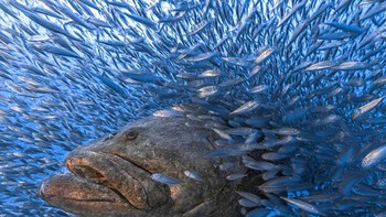 Special Mention kategori Animal Portraits diraih Tom Shlesinger Foto: The Photographer and Nature Infocus