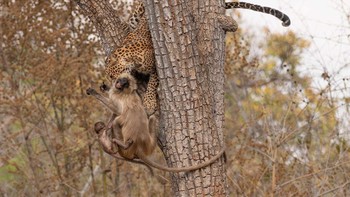 Pemenang kategori Animal Behaviour diraih Afroj Sheikh Foto: The Photographer and Nature Infocus