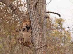 Karya Mencengangkan Jawara Kontes Foto Nature inFocus