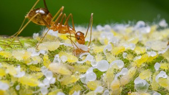 Pemenang kategori Animal Behaviour diraih Avinash PC Foto: The Photographer and Nature Infocus