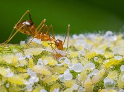 Karya Mencengangkan Jawara Kontes Foto Nature inFocus