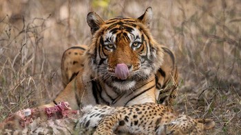 Special Mention kategori Animal Behavior diraih Karthik Mohan Iyer Foto: The Photographer and Nature Infocus