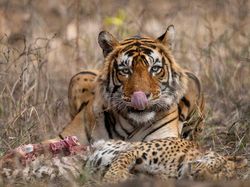 Karya Mencengangkan Jawara Kontes Foto Nature inFocus
