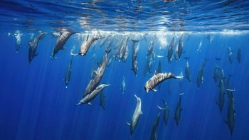 Special Mention kategori Animal Behavior diraih Merche Llobera Foto: The Photographer and Nature Infocus