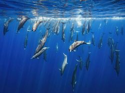 Karya Mencengangkan Jawara Kontes Foto Nature inFocus
