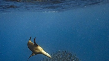 Special Mention kategori Animal Behavior diraih Merche Llobera Foto: The Photographer and Nature Infocus