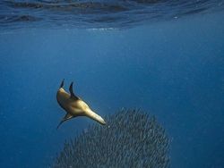 Karya Mencengangkan Jawara Kontes Foto Nature inFocus