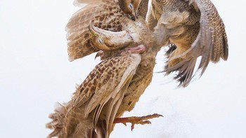 Special Mention kategori Animal Behavior diraih Naushad KA Foto: The Photographer and Nature Infocus