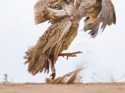 Karya Mencengangkan Jawara Kontes Foto Nature inFocus