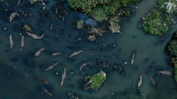 Pemenang kategori Conservation Focus diraih Hiren Pagi Foto: The Photographer and Nature Infocus