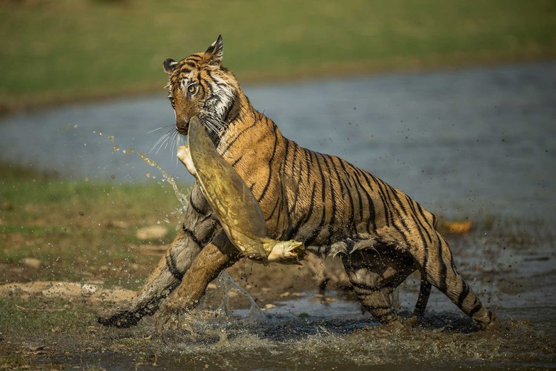 Jawara The Photographer and Nature Infocus 2023