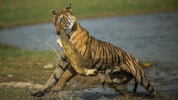 Pemenang kategori Animal Behaviour diraih Sankhesh Dedhia Foto: The Photographer and Nature Infocus