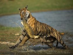Karya Mencengangkan Jawara Kontes Foto Nature inFocus