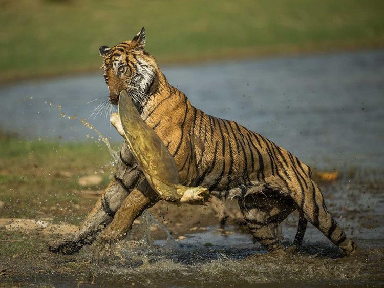 Karya Mencengangkan Jawara Kontes Foto Nature inFocus