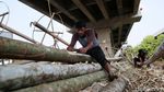 Penjualan Pohon Pinang di Kalimalang Mulai Menjamur Penjualan Pohon Pinang di Kalimalang Mulai Menjamur