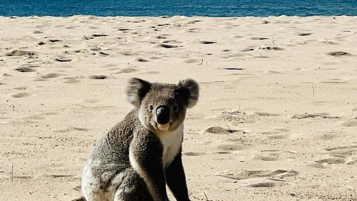 Koala Berkeliaran di Pantai Memicu Kekhawatiran Habitatnya Telah Rusak