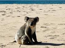 Benarkah Koala Bisa Prediksi Kapan Datangnya Cuaca Panas? Ini Kata Studi