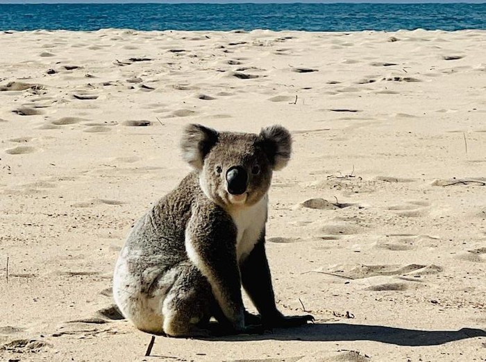 Koala Berkeliaran di Pantai Memicu Kekhawatiran Habitatnya Telah Rusak
