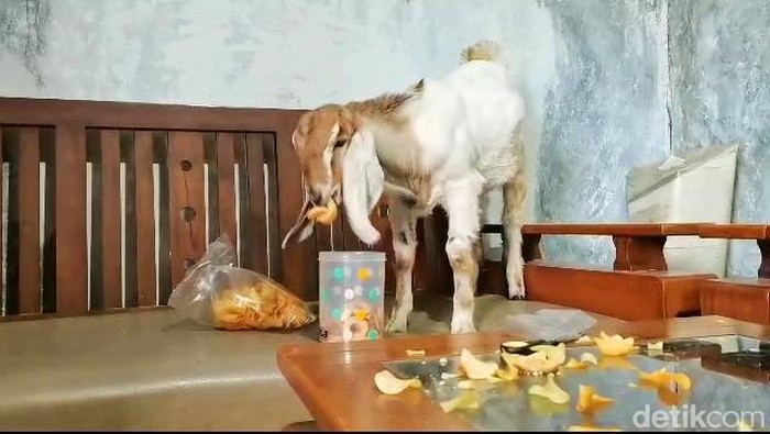Kambing unik milik warga Desa Gunung Langit Kecamatan Kalibening Banjarnegara ini suka diajak jalan-jalan dan doyan makan mi goreng. Foto diunggah Rabu (9/8/2023).