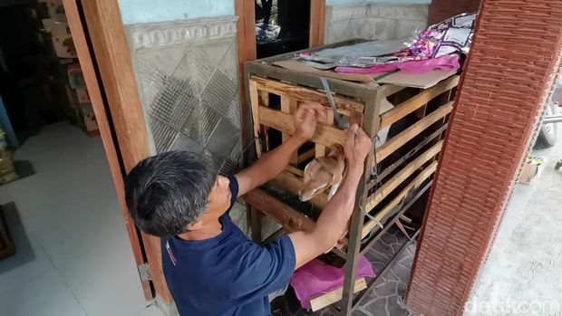 Kuncoro si kambing unik dari Banjarnegara doyan makan mi goreng telur hingga roti nastar. Foto diunggah Rabu (9/8/2023).