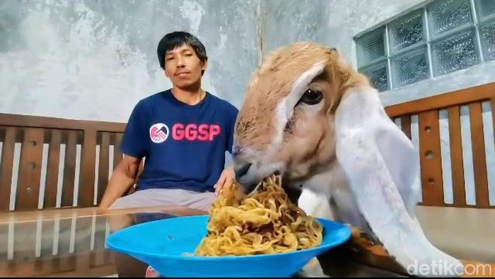 Kuncoro si kambing unik dari Banjarnegara yang doyan makan nasi hingga mi goreng. Foto diambil Rabu (9/8/2023)