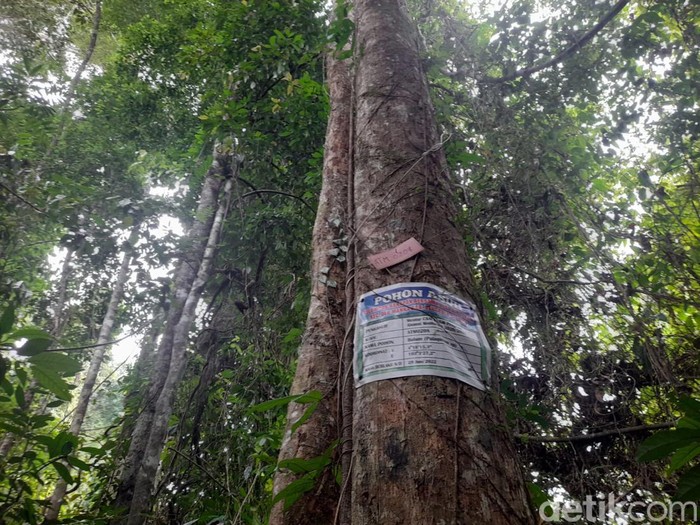 Pohon diasuh di Bengkulu Selatan