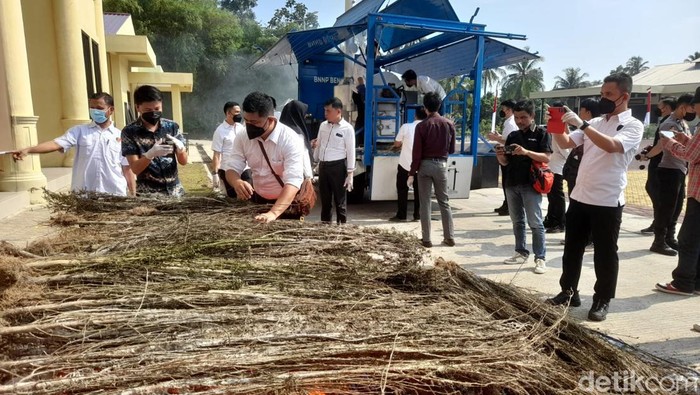 Polda Bengkulu musnahkan 300 batang ganja.