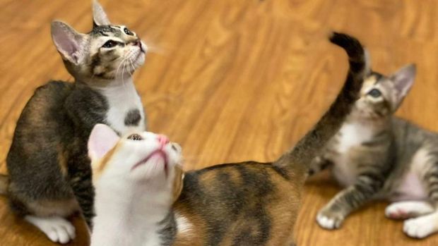 Prabowo mengunggah foto kucing bernama Mika, Miki, Miko (dok Instagram Prabowo).