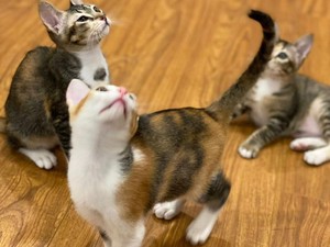 International Cat Day, Prabowo Unggah Foto Kucing Mika-Miki-Miko
