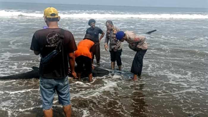 Proses evakuasi ikan paus botol di Pantai Citepus