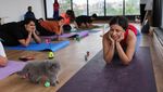 Foto: Menikmati Relaksasi Yoga Ditemani Kucing-kucing Menggemaskan