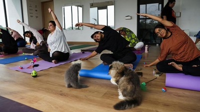 Foto: Menikmati Relaksasi Yoga Ditemani Kucing-kucing Menggemaskan