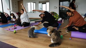 Foto: Menikmati Relaksasi Yoga Ditemani Kucing-kucing Menggemaskan