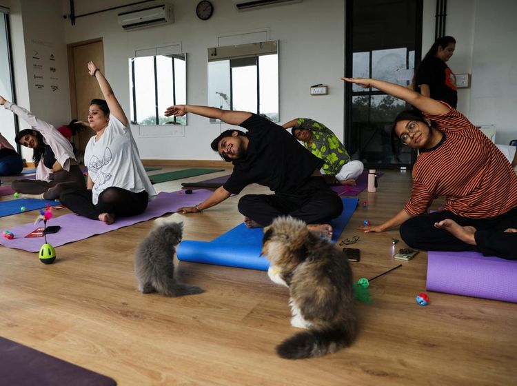 Foto: Menikmati Relaksasi Yoga Ditemani Kucing-kucing Menggemaskan