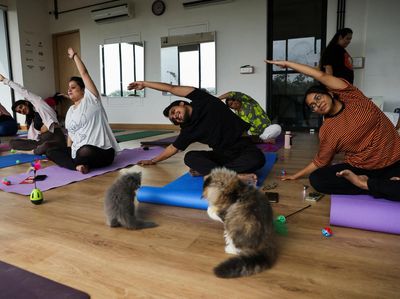 Foto: Menikmati Relaksasi Yoga Ditemani Kucing-kucing Menggemaskan