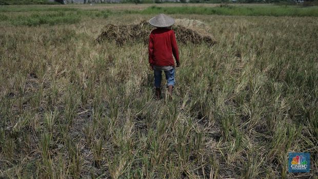 Seorang petani mengamati padi yang mengalami kekeringan di Desa Kramat, Pakuhaji, Kabupaten Tangerang, Banten, Rabu, (9/8/2023). (CNBC Indonesia/Tri Susilo)