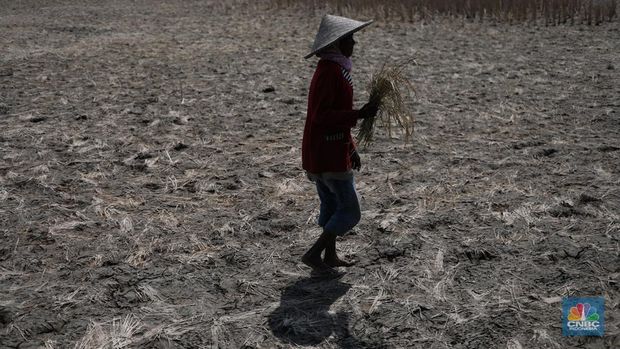 Seorang petani mengamati padi yang mengalami kekeringan di Desa Kramat, Pakuhaji, Kabupaten Tangerang, Banten, Rabu, (9/8/2023). (CNBC Indonesia/Tri Susilo)