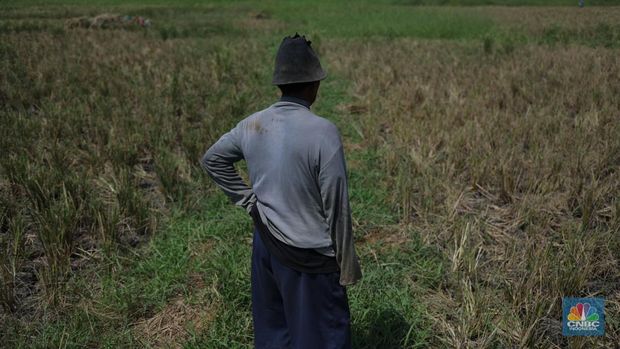 Seorang petani mengamati padi yang mengalami kekeringan di Desa Kramat, Pakuhaji, Kabupaten Tangerang, Banten, Rabu, (9/8/2023). (CNBC Indonesia/Tri Susilo)