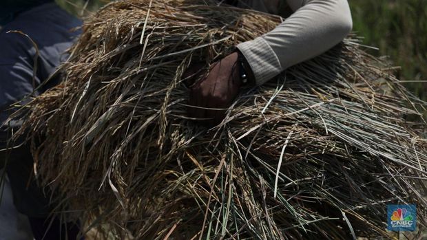 Seorang petani mengamati padi yang mengalami kekeringan di Desa Kramat, Pakuhaji, Kabupaten Tangerang, Banten, Rabu, (9/8/2023). (CNBC Indonesia/Tri Susilo)