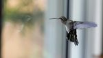 Wanita Meksiko Ubah Apartemennya Jadi Klinik Burung Kolibri