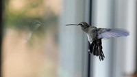 Merawat burung kolibri membantu Lattouf keluar dari kesedihan dan kesepian yang dia alami setelah kematian suaminya tahun 2009 diikuti oleh penyakit kankernya sendiri.  
