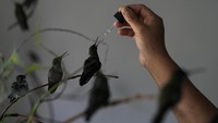 Dengan lusinan burung kecil berdengung di atas kepala, di sepanjang dinding dan jendela kamar tidurnya, Lattouf menjelaskan bahwa dia mulai merawat mereka setahun setelah selamat dari kanker usus besar pada tahun 2011.  