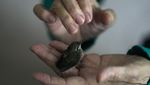 Wanita Meksiko Ubah Apartemennya Jadi Klinik Burung Kolibri