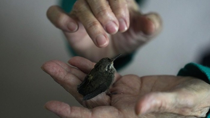 Wanita Meksiko Ubah Apartemennya Jadi Klinik Burung Kolibri Catia Lattouf poses for a photo with hummingbirds in her care, in her apartment that she has turned into a makeshift clinic for the tiny birds, in Mexico City, Monday, Aug. 7, 2023. Lattouf who has some 60 hummingbirds under her care, has become a reference source for bird lovers, amateur and professional alike, across Mexico and other parts of Latin America. (AP Photo/Fernando Llano)
