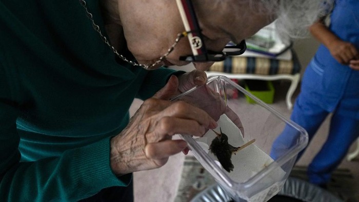 Wanita Meksiko Ubah Apartemennya Jadi Klinik Burung Kolibri Catia Lattouf poses for a photo with hummingbirds in her care, in her apartment that she has turned into a makeshift clinic for the tiny birds, in Mexico City, Monday, Aug. 7, 2023. Lattouf who has some 60 hummingbirds under her care, has become a reference source for bird lovers, amateur and professional alike, across Mexico and other parts of Latin America. (AP Photo/Fernando Llano)