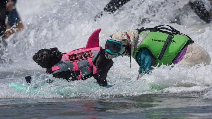 Carson, Rosie and Charlie compete at the World Dog Surfing Championships in Pacifica, California, U.S., August 5, 2023. REUTERS/Carlos Barria